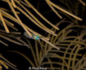 Take a Bow.
About 10mm long Grass Squid, Pickfordiateuth... by Nina Baxa 